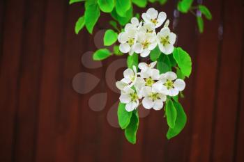 Spring flowering. Blossoming tree branch with white flowers and bright green leaves against brown background. Shallow depth of field. Selective focus.