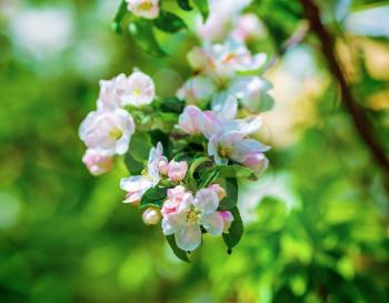 Blossoming tree with flowers and green leaves on green blurred bokeh background. 