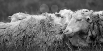 Monochrome photography sheep, rest on a meadow.