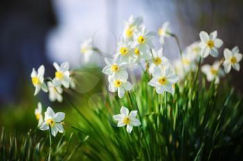 Blooming daffodils. Flowering white narcissus at springtime. Spring flowers. Shallow depth of field. Selective focus.
