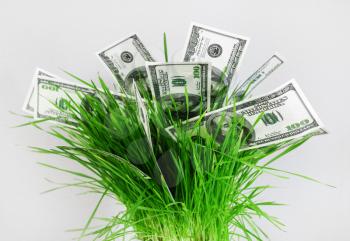 Money in grass. Many one hundred dollar bills in a pot with green grass on a gray background. Fake money. Business concept.