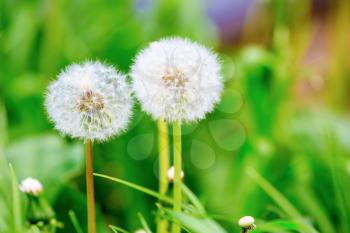 Dandelions on a bright green background. The effect of soft focus. Shallow depth of field. Selective focus.