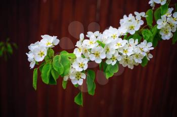 Blossoming tree branch. Spring flowering. White flowers and green leaves on a tree branch on bokeh bright brown background. Shallow depth of field.