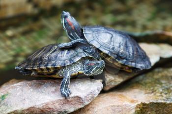 Trachemys scripta elegans. Decorative red-eared turtles are sitting on the rocks in an artificial reservoir. Shallow depth of field. Selective focus.