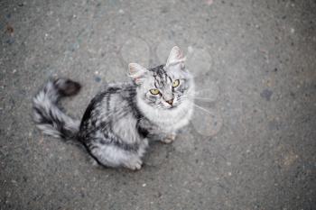 Grey tabby cat on a background of asphalt. Shallow depth of field. Selective focus.