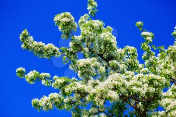 Spring flowering tree. Blossoming tree with white flowers and green leaves against the blue sky background. Spring flowering. Blooming tree.