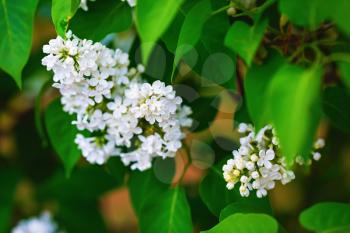 Blooming white lilac flowers and green leaves in the garden. Shallow depth of field. Selective focus.