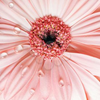 Pink gerbera flower with water drops. Gerbera and dew. Selective focus.