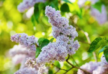 Pink lilac flowers with green leaves. Spring blossom. Selective focus