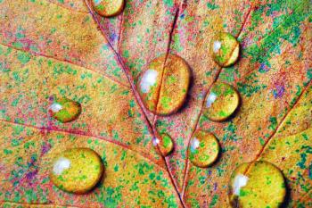 Bright autumn leaf with water drops. Macro photography. Flat lay.