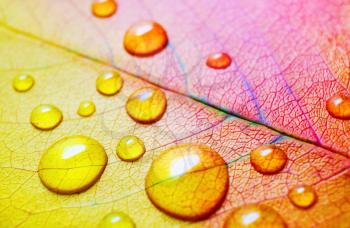 Macro photography of bright autumn leaf with water droplets. Shallow depth of field. Selective focus.