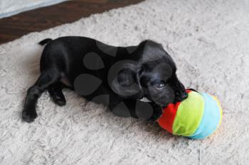 Black puppy plays with colored ball on light gray carpet. Selective focus.