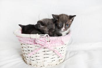Cute kittens in a wicker basket on white sheet background.