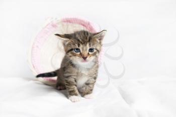 Little cute kitten. Wicker basket on a blurred background