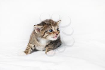 Little cute tabby kitten on white sheet background.