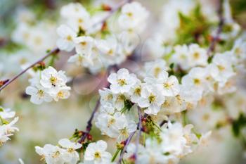 White cherry flowers. Blooming tree branch. Spring blossom. Shallow depth of field. Selective focus.