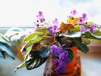 Violet flowers on window-sill bokeh background hd