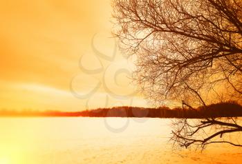 Right aligned tree with evening bokeh landscape background hd