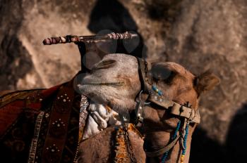 Camel closeup