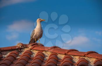 Seagull on the roof of an old house in Nessebar, Bulgaria
