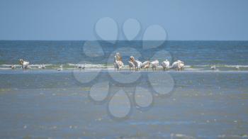 Birds in the Danube Delta near Vilkovo in Ukraine