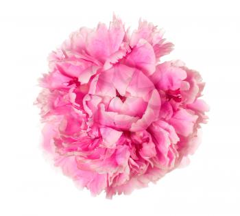 Pink peony head isolated on white background