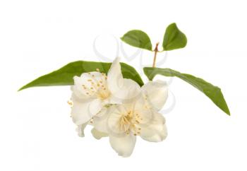 Jasmine flower isolated on white background