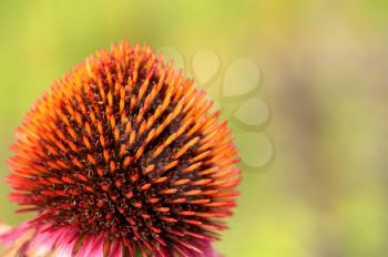Cone flower on a green background closeup