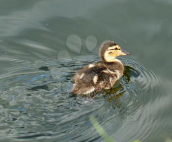 Duckling swimming over the water background