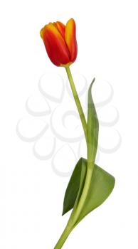Beautiful red and yellow tulip isolated on a white background