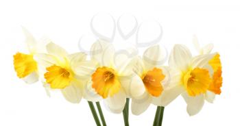 Bouquet of  white and yellow narcissus flowers  isolated on white background 