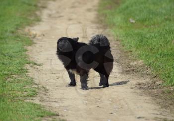 Black dog on a dirt road. Pedigree dog yard.
