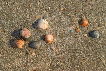 Seven shells on the sand. fossil shells of mollusks.