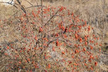 Wild rose bush with preserved it until the spring berries. Bush with fruits.