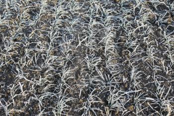 Field of winter wheat. Hoarfrost on foliage of sprouts of wheat.