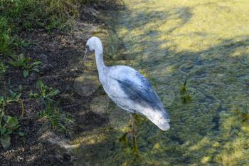 Figurine stork near a pond. Artificial animals.