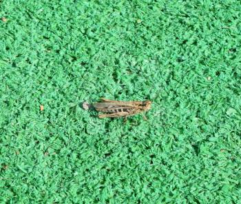 grasshopper on artificial grass. Orthoptera insects from the order of locusts.