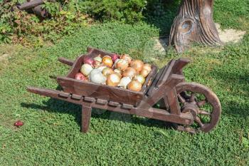 The bulbs of onions in the cart. Vegetables from the garden.