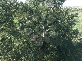 Top view of a silver poplar. The high poplar tree.