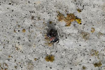 Tri-color beetle on old concrete. An insect of the family of beetles.