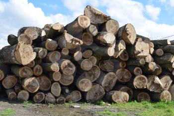 Logs are piled in a heap in front of the sawmill. Raw materials for the wood industry.