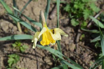 The Yellow flower narcissus. Spring flowering bulbs.
