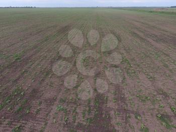 Top view of a field of sunflower seedlings. The cultivation of oilseed crops in agriculture.