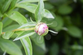 Ants in the unopened bud of peony. Ants collect sweet sap of the plant.