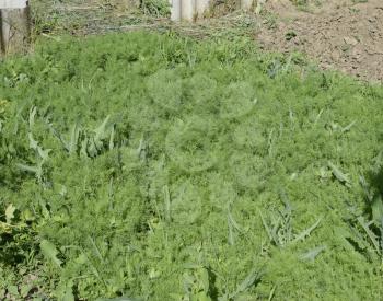 Growing dill in the garden. The bed of fennel. Stems and leaves are spicy dill plant culture.