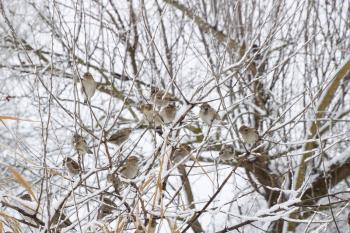 Sparrow on branches of bushes. Winter weekdays for sparrows. Common sparrow on the branches of currants.