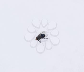 Large black fly on the snow. Taking off the snow fly.