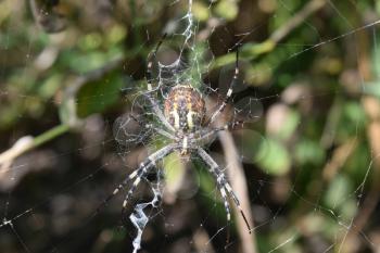 Argiopa Spider on the web. Arachnid predator.