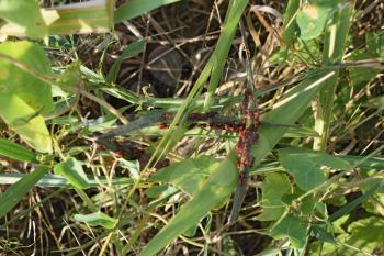 Firebugs mating and walking backwards. Spring nature fire bug red insects macro. Red bugs in the grass.