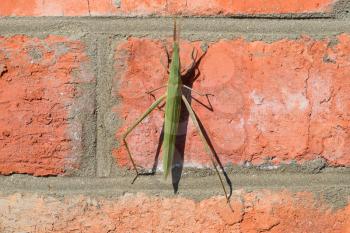 Green locusts, orthoptera insect. Ordinary locusts on a brick wall.